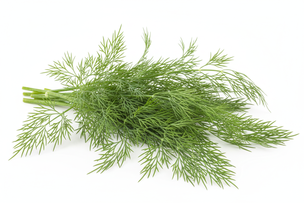 Dill