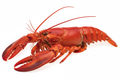 lobster